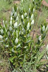 Fadogia homblei