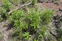 Fadogia homblei