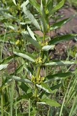 Fadogia homblei