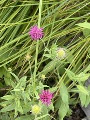 Knautia macedonica