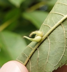 Caryomyia ansericollum
