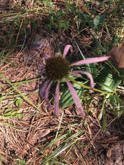 Echinacea laevigata