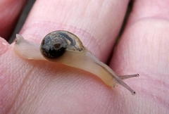 Sheldonia