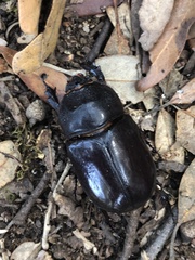 Geotrupes stercorarius