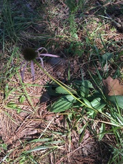 Echinacea laevigata