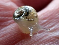 Sheldonia