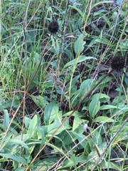 Echinacea laevigata