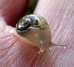 Sheldonia