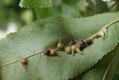 Caryomyia ansericollum