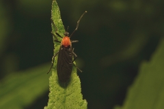 Plecia americana