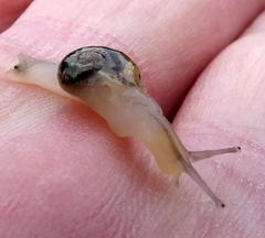 Sheldonia