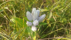 Gentiana × pallidocyanea