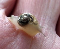 Sheldonia