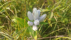 Gentiana × pallidocyanea