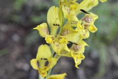 Gladiolus pardalinus