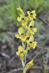 Gladiolus pardalinus