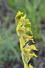 Gladiolus pardalinus
