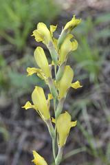Gladiolus pardalinus