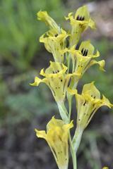 Gladiolus pardalinus