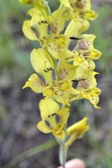 Gladiolus pardalinus