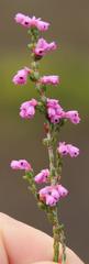 Erica gnaphaloides