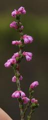 Erica gnaphaloides