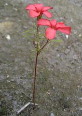 Oxalis pendulifolia