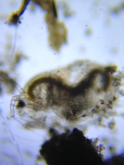 Acantholeberis curvirostris