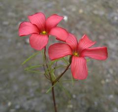 Oxalis pendulifolia