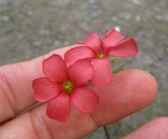 Oxalis pendulifolia