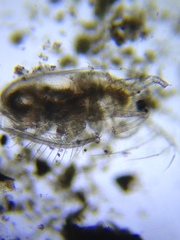 Acantholeberis curvirostris