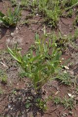 Jatropha lagarinthoides