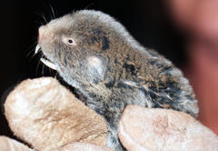 Cryptomys hottentotus