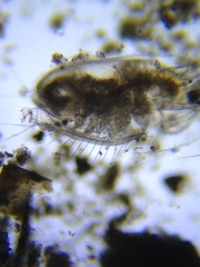 Acantholeberis curvirostris