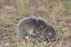 Cryptomys hottentotus