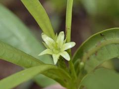 Jatropha lagarinthoides