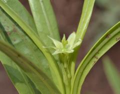 Jatropha lagarinthoides