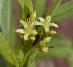 Jatropha lagarinthoides