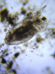 Acantholeberis curvirostris