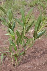 Jatropha lagarinthoides