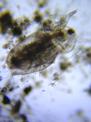 Acantholeberis curvirostris