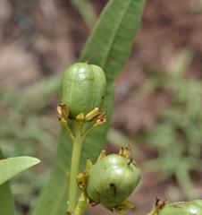 Jatropha lagarinthoides