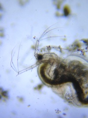 Acantholeberis curvirostris