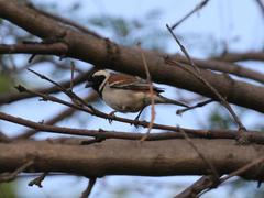 Passer melanurus vicinus