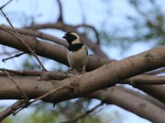 Passer melanurus vicinus