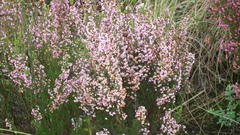 Erica gracilis