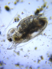 Acantholeberis curvirostris