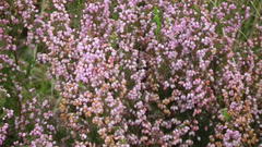 Erica gracilis