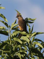 Colius striatus minor