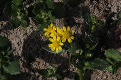 Senecio maritimus